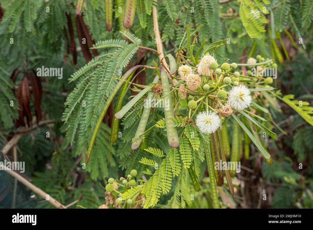 Weisskopf-Mimose, Weisskopfmimose, Wilde Tamarinde (Leucaena leucocephala), Gran Canaria, Spanien, Maspalomas Foto Stock