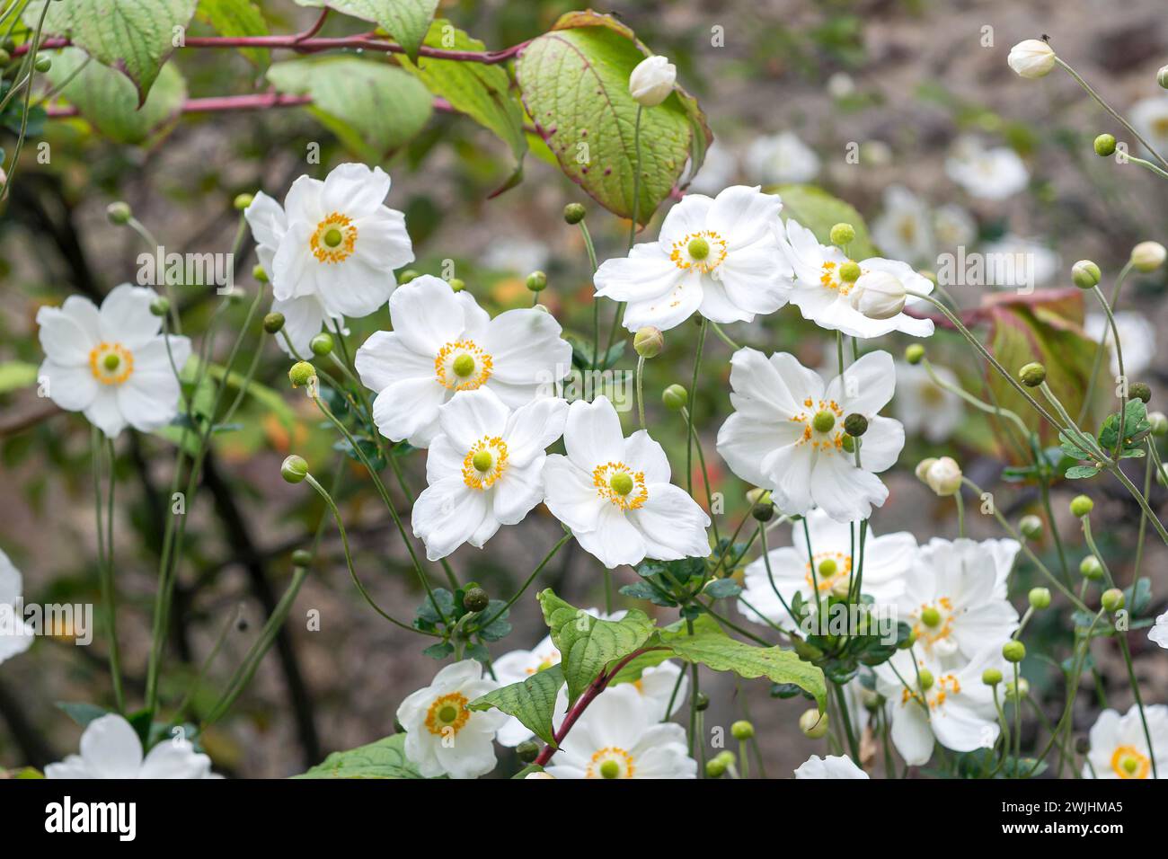 Anemone autunnale (Anemone x hybrida 'Honorine Jobert') Foto Stock