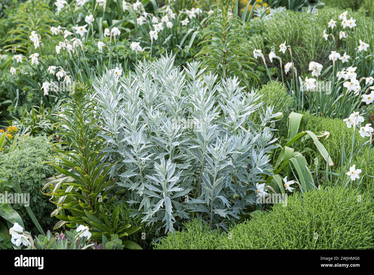 Silver rue (Artemisia ludoviciana "Valerie Finnis"), impianto perenne misto Stribrna Vonicka Foto Stock