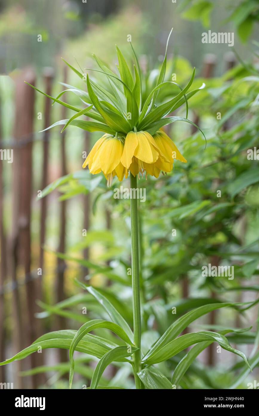 Corona imperiale (Fritillaria imperialis "Lutea") Foto Stock