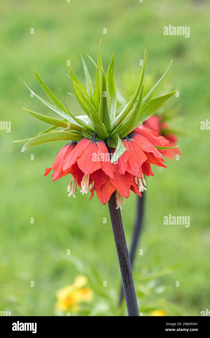 Corona imperiale (Fritillaria imperialis "Rubra") Foto Stock