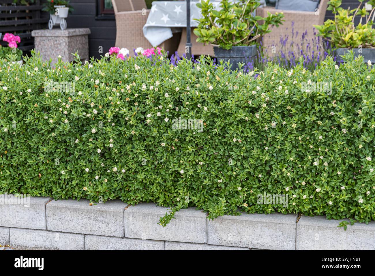 Privet nano (Ligustrum vulgare 'Lodense') Foto Stock