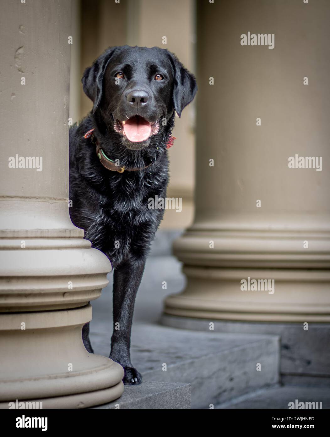 Ritratto di un labrador retriever nero tra due pilastri che guardano la fotocamera Foto Stock