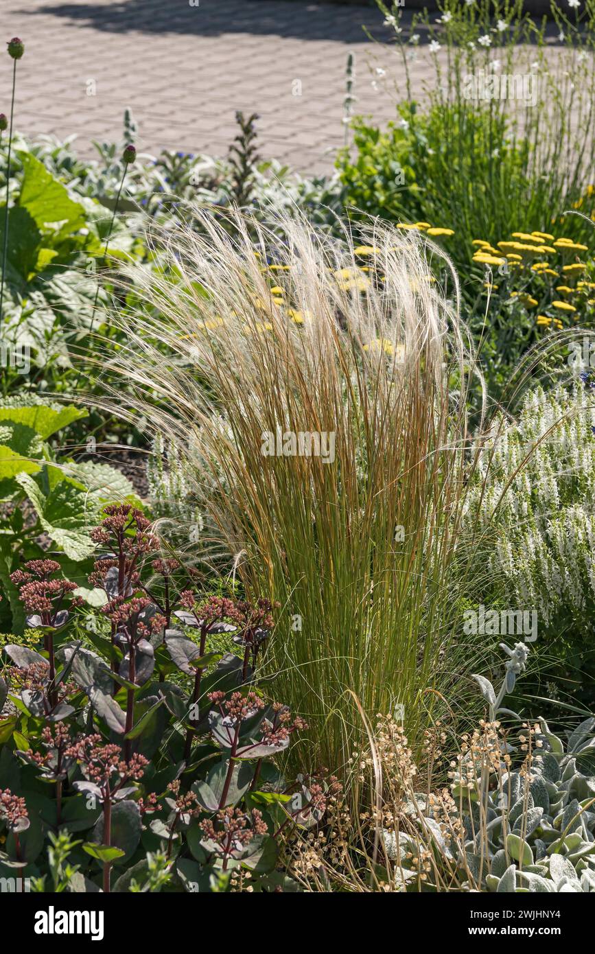 Erba ciuffata (Stipa capillata) Foto Stock