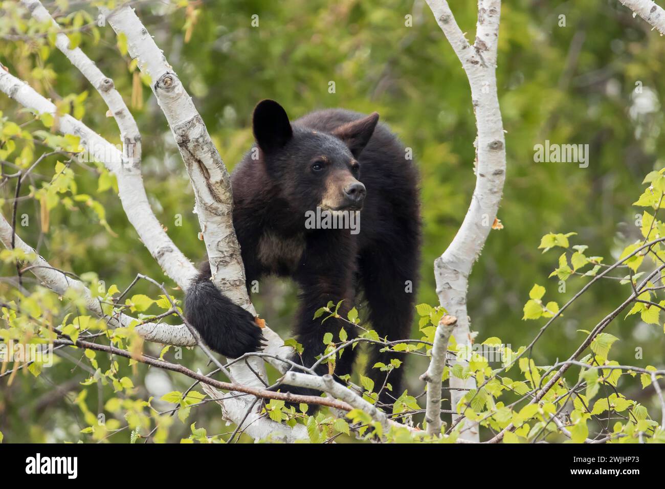 Un giovane orso nero è seduto su un albero e mangia fresche foglie di betulla. Parco nazionale di Forillon. Provincia del Quebec. Canada Foto Stock