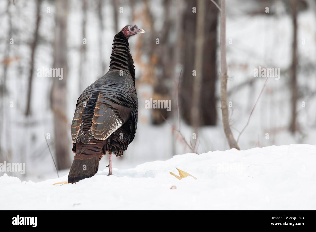 tacchino selvaggio (Meleagris gallopavo) in piedi su un campo innevato e guardare. Regione di la Mauricie. Provincia del Quebec. Canada Foto Stock