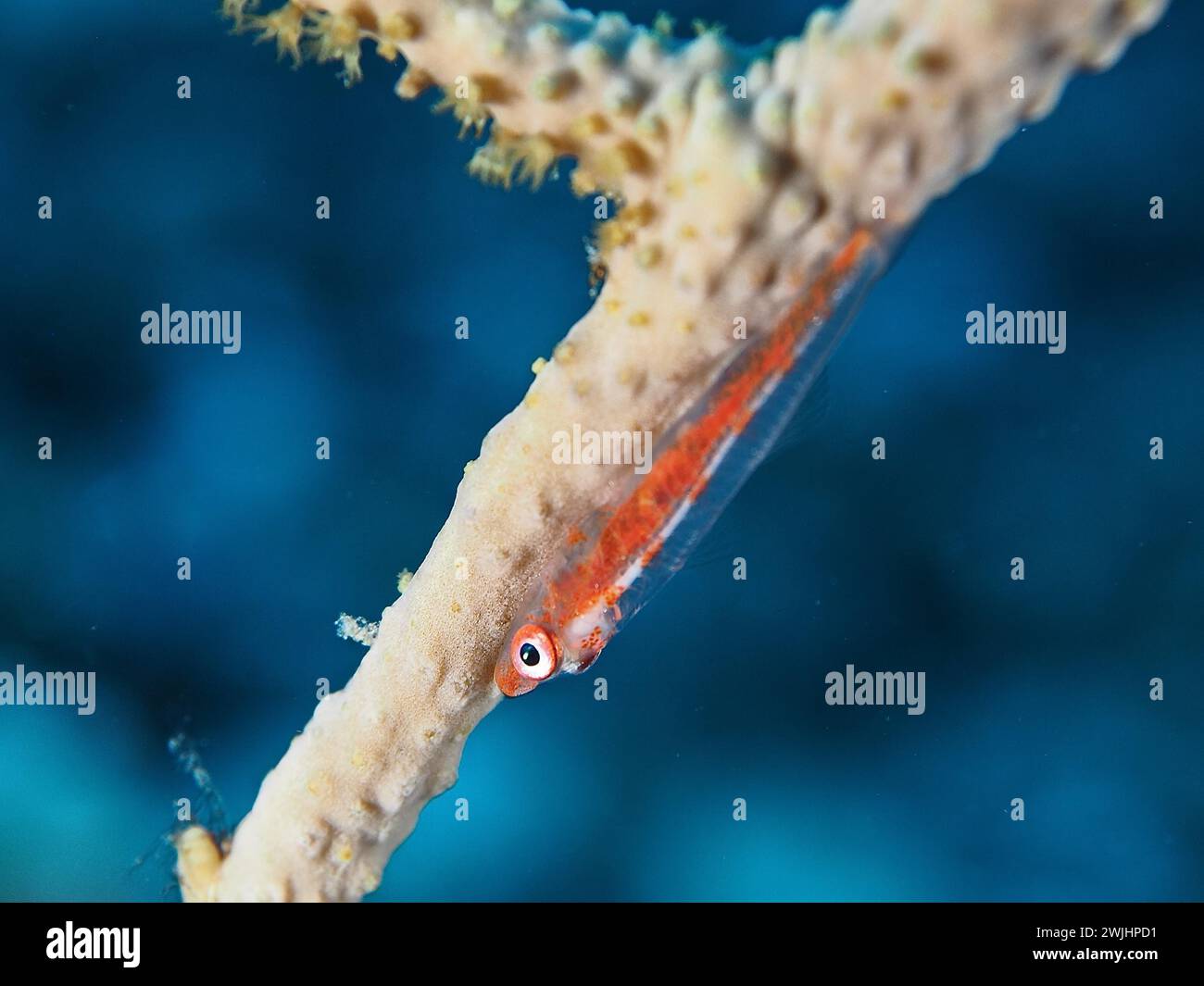 Goby pigmeo nano (Bryaninops cf Discus), sito di immersione House Reef, Mangrove Bay, El Quesir, Mar Rosso, Egitto Foto Stock