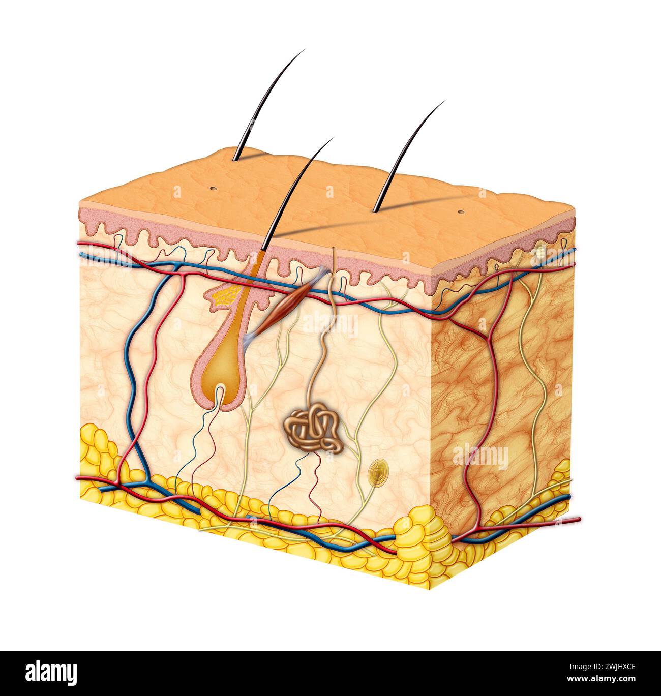 Anatomia cutanea umana. Illustrazione digitale. Foto Stock