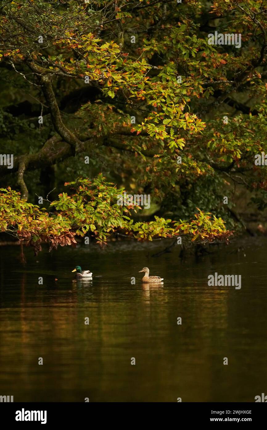 Mallard (Anas platyrhynchos) coppia nuotando fianco a fianco nel fiume Foto Stock