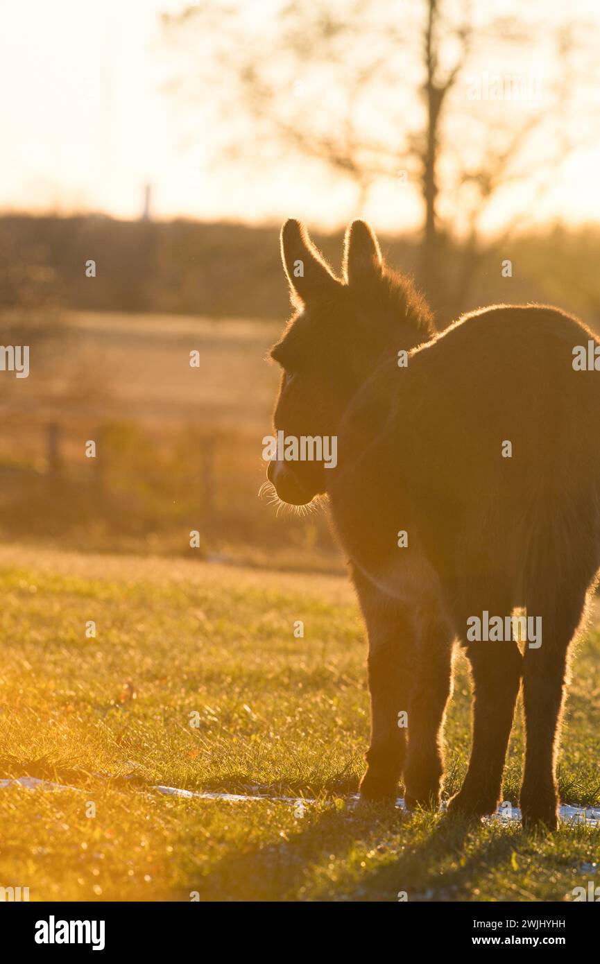 asino in miniatura nel paddock del pascolo in una fattoria rurale all'aperto retroilluminato con la luce del bordo intorno alle orecchie e alle gambe al tramonto o all'alba fotografare gli animali Foto Stock