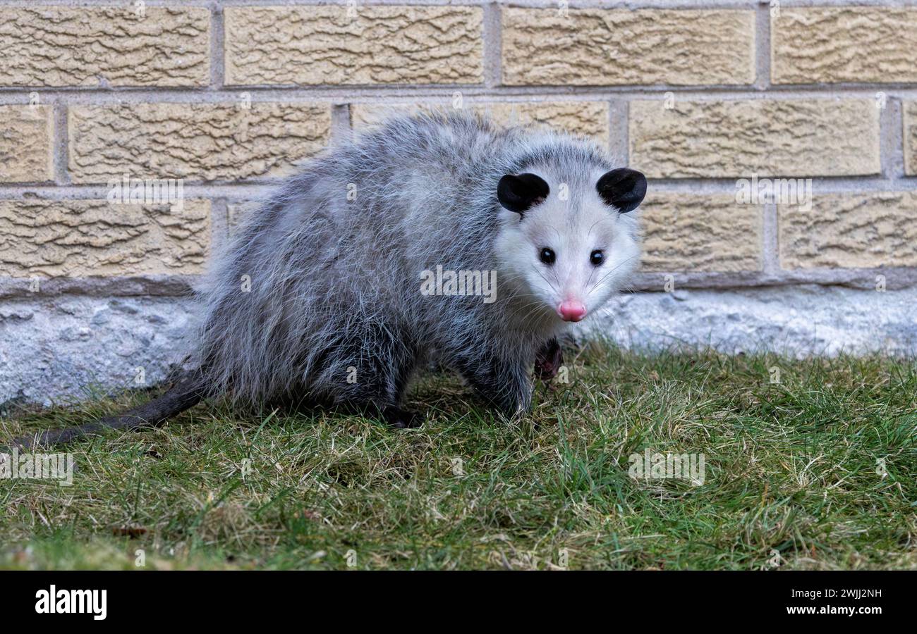 Con il suo naso rosa brillante e le orecchie di velluto nero, un opossom fissa direttamente la fotocamera mentre si trova accanto a una parete di color giallo. Foto Stock