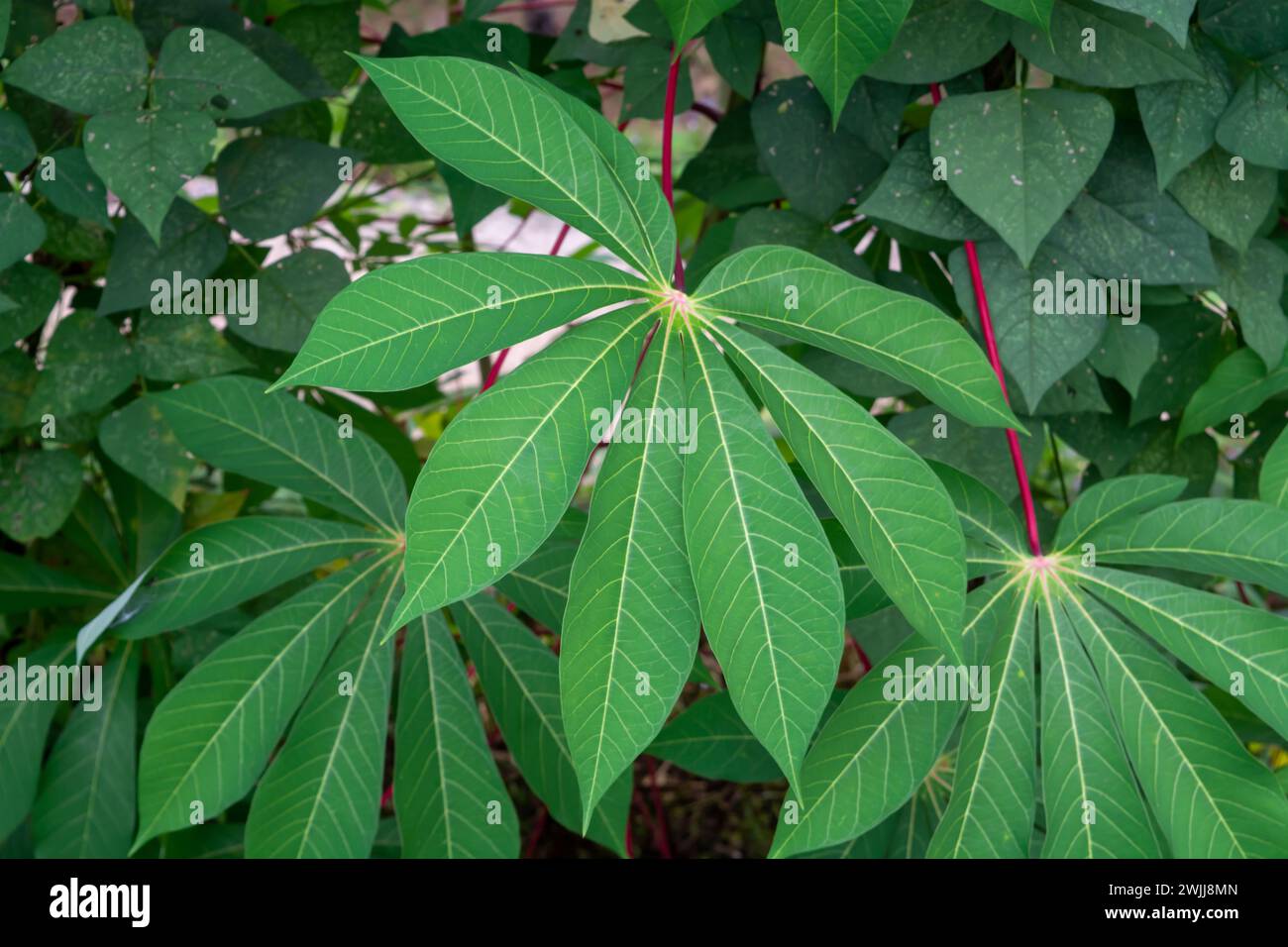 Pianura di piccole piante intorno alla casa Foto Stock