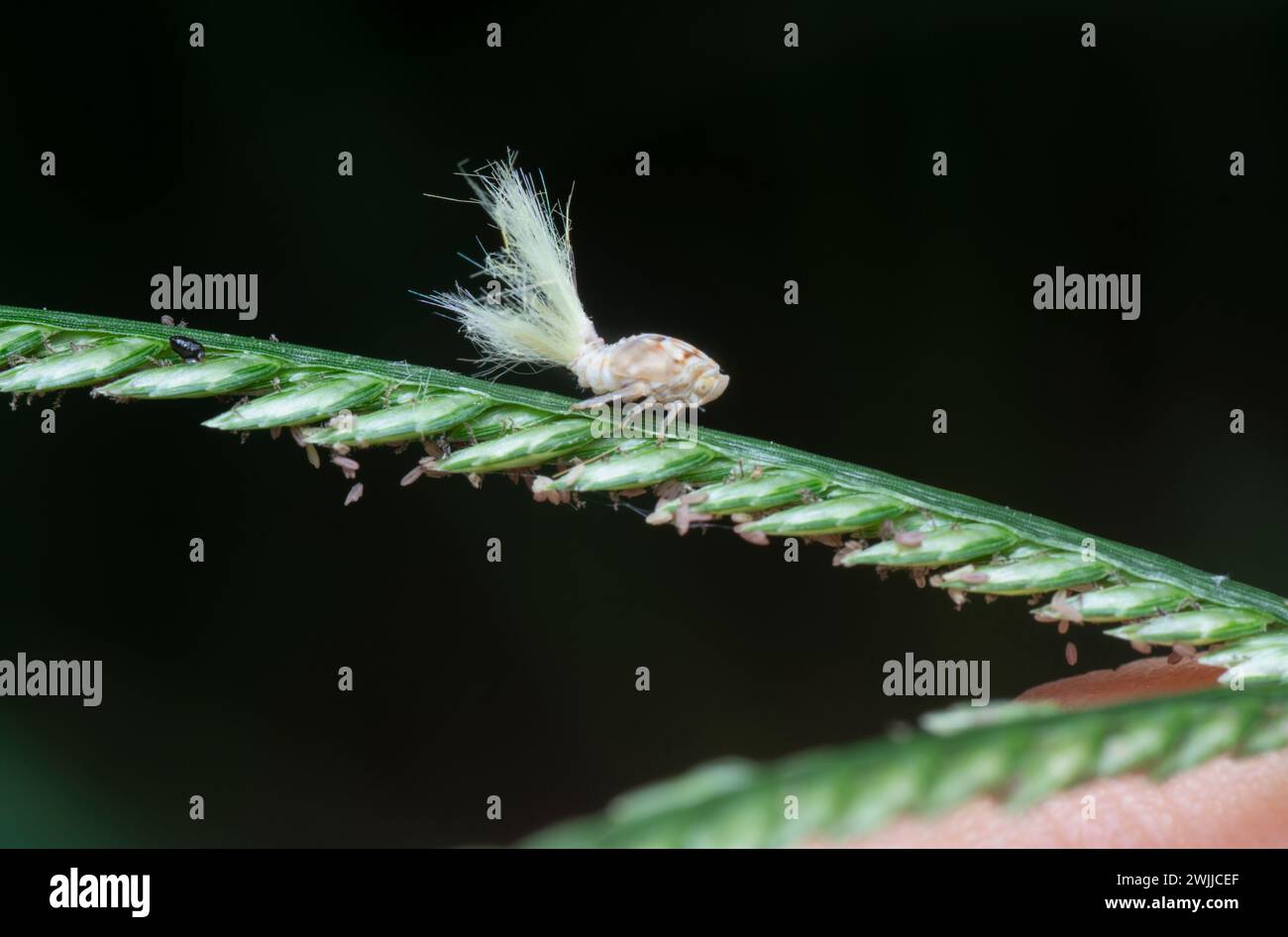 Foto ravvicinata della ninfa planthopper Flatid bianca Foto Stock