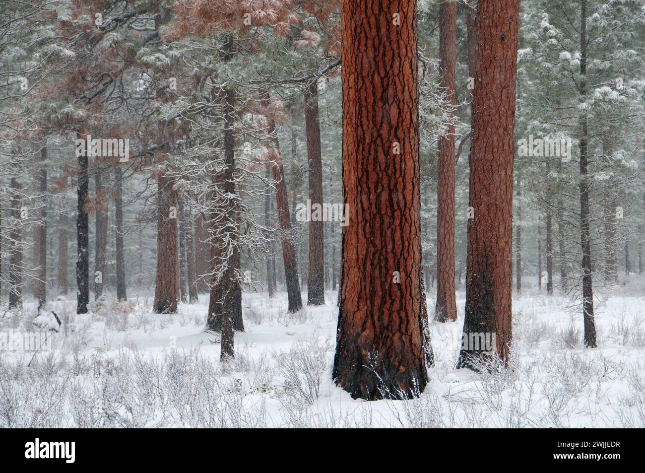 Ponderosa pine (Pinus ponderosa), Metolius paesaggistico e selvaggio fiume Deschutes National Forest, Oregon Foto Stock