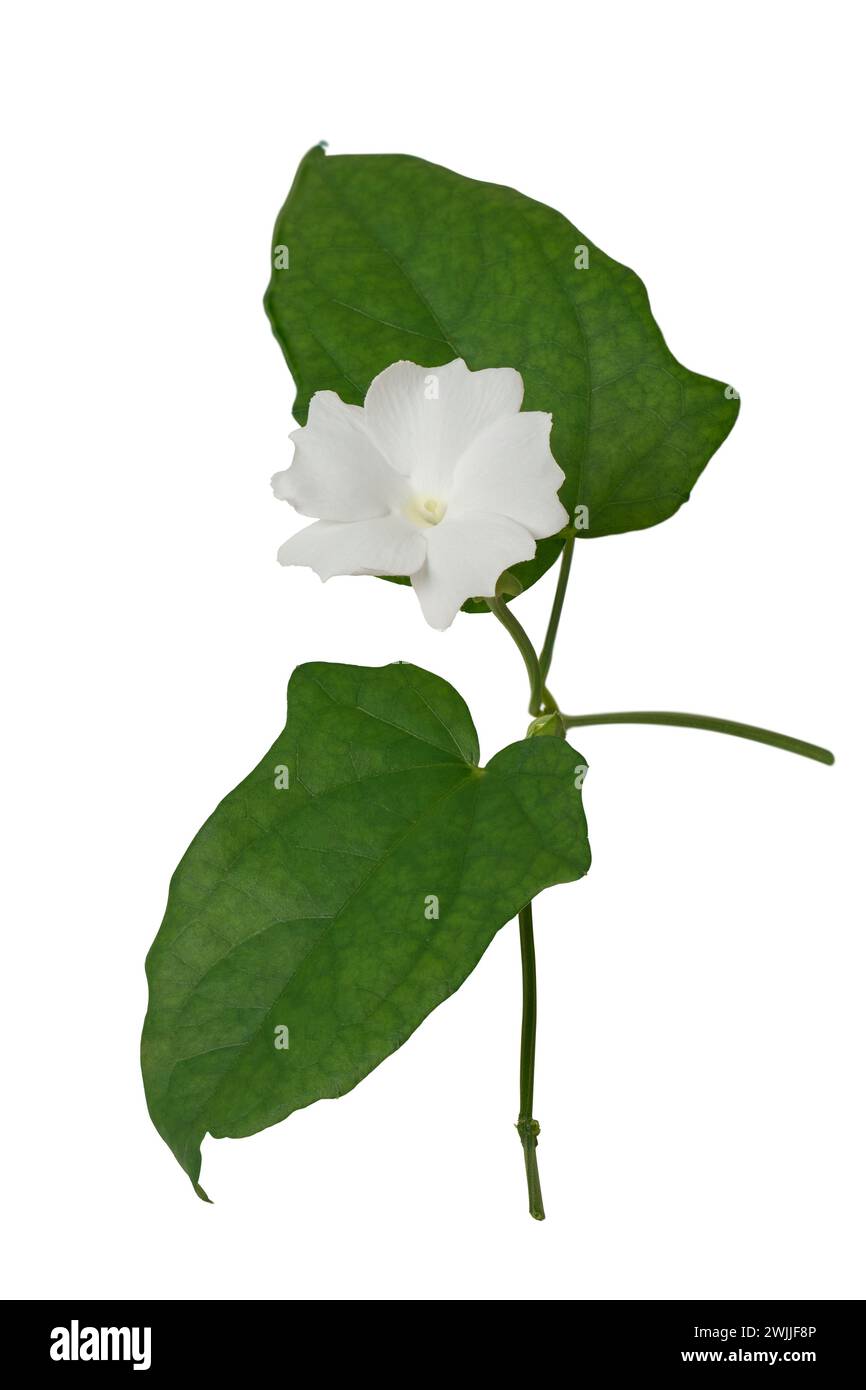 fiore di luna, ipomoea alba, noto anche come bianco tropicale gloria mattutina o vite di luna, bellissimo fiore con il suo fogliame isolato su sfondo bianco Foto Stock