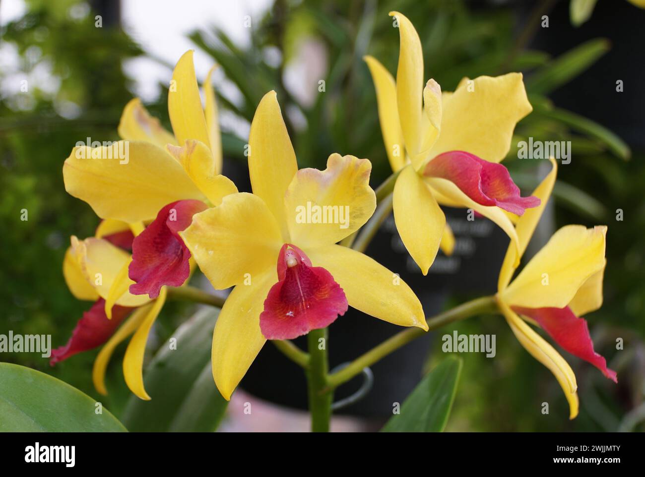 Primo piano dei fiori gialli e rossi di Cattlianthe Gold Digger "Orchid Jungle" Foto Stock