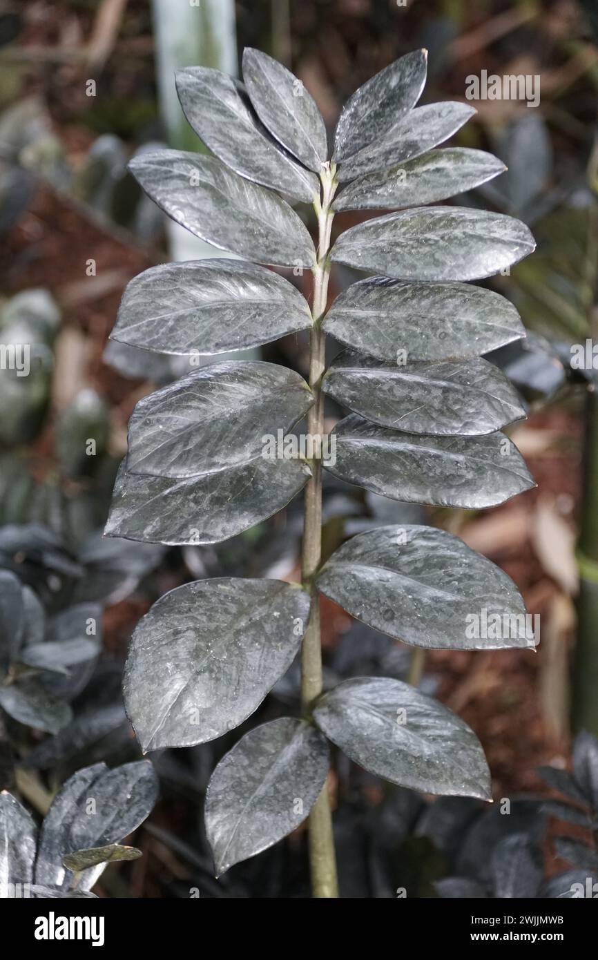 Le foglie di colore scuro di Zamioculcas Zamiifolia Aroid 'Dowon', noto anche come ZZ pianta Foto Stock