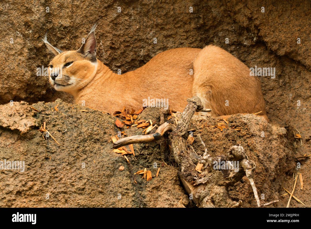 Caracal Oregon Zoo, Washington Park, Portland, Oregon Foto Stock