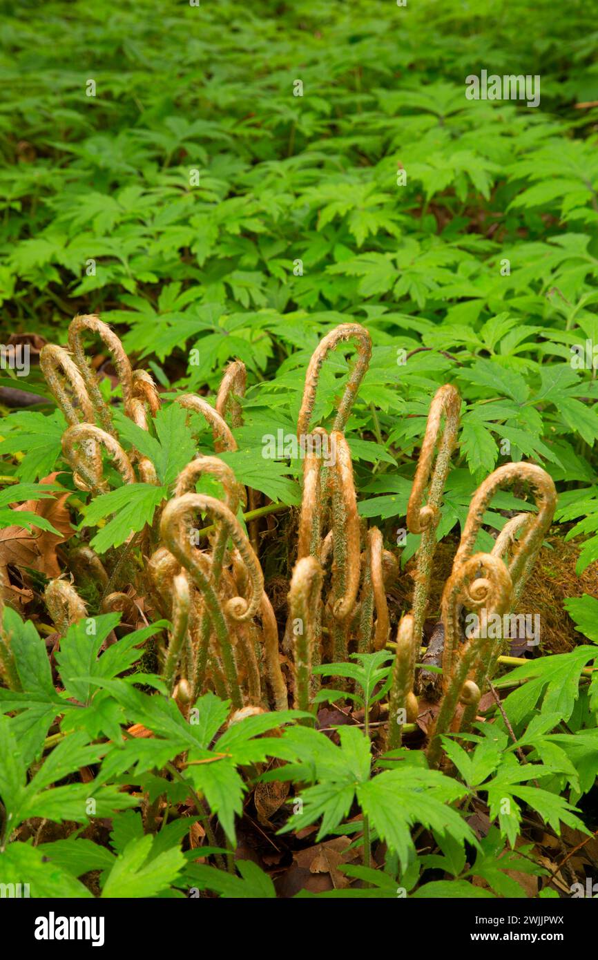 Western spada fern fiddlenecks con coltsfoot (Petasites frigidus), Tryon Creek State Park, Portland, Oregon Foto Stock