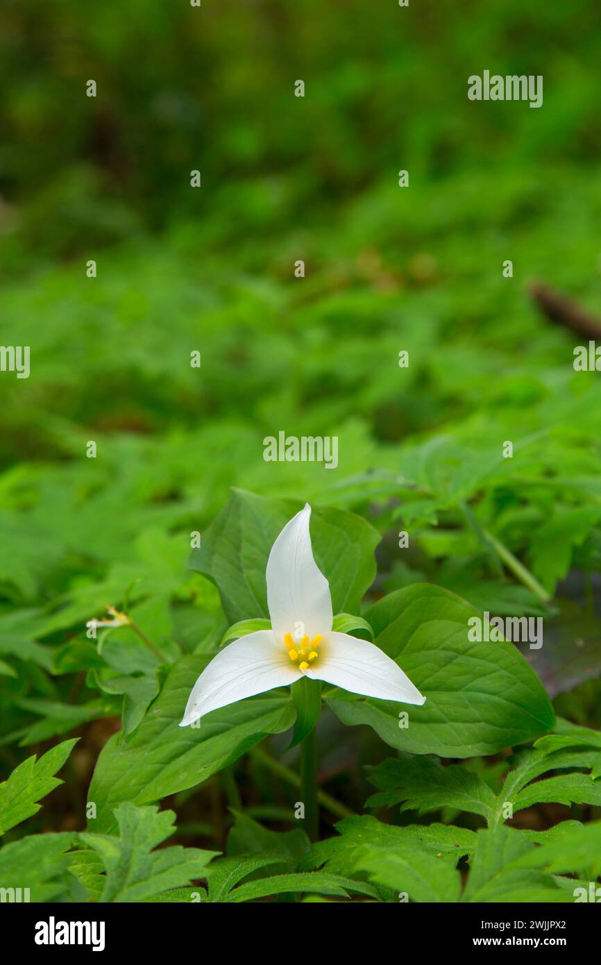 Western trillium, Tryon Creek State Park, Portland, Oregon Foto Stock