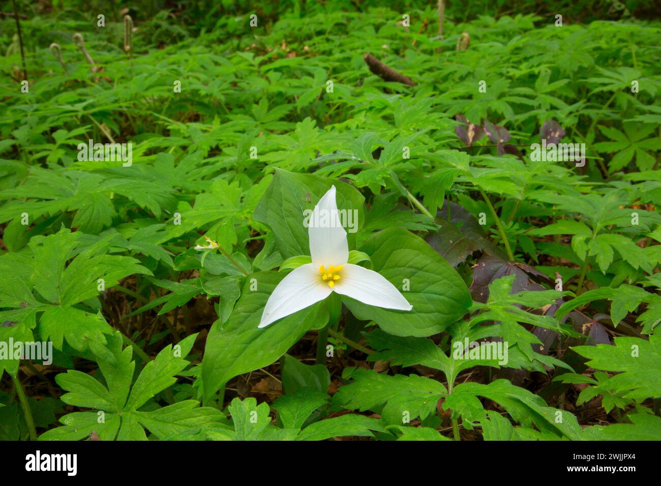 Western trillium, Tryon Creek State Park, Portland, Oregon Foto Stock