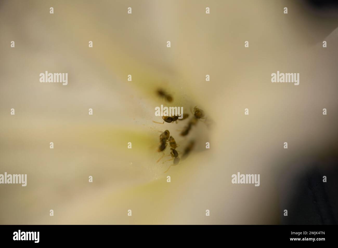 Immergiti nell'intricato mondo della natura con questa macro immagine. La vista dettagliata delle api su un fiore, impegnata nella delicata danza dei polli Foto Stock