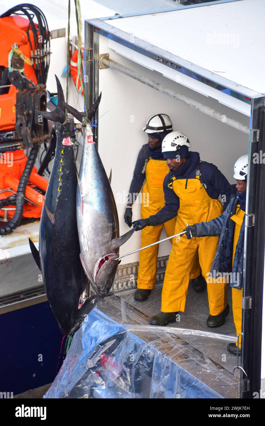 Pesca del tonno, l'Ametlla, Costa Dorada, Spagna Foto Stock