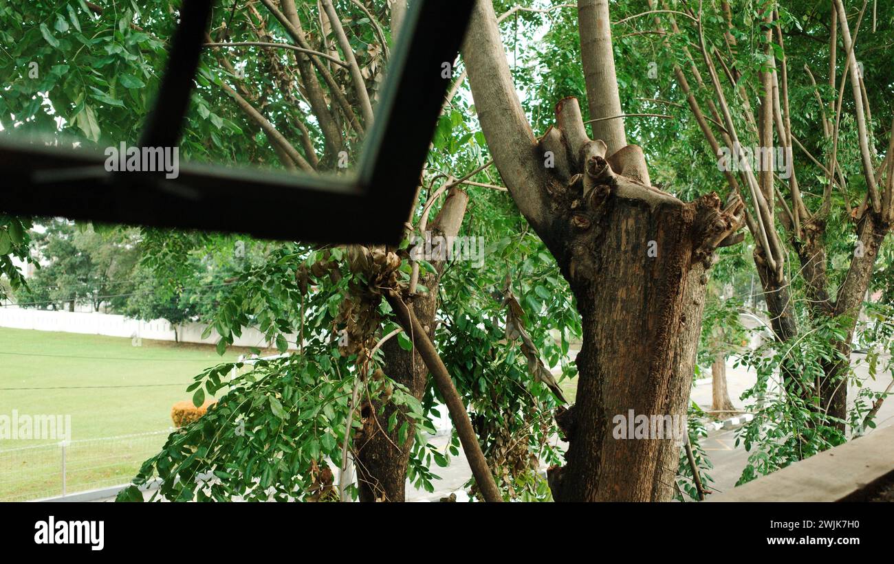 Nel cuore della città di Medan, la natura prospera nel trambusto urbano, offrendo rifugi sereni per le anime stanche. Foto Stock