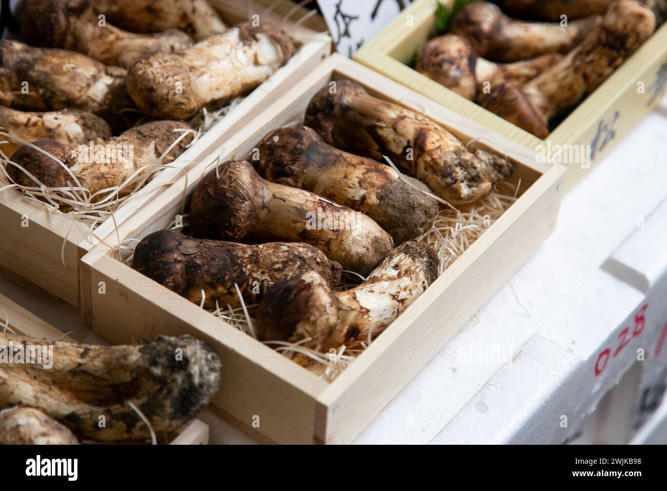 Funghi Matsutake in una bancarella alimentare al mercato esterno di Tsukiji nella città di Tokyo, in Giappone. Foto Stock