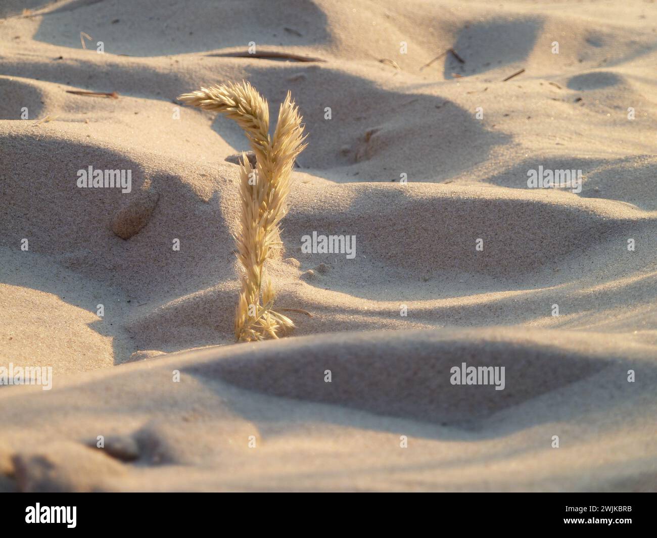 Un piccolo germoglio d'erba emerge dal suolo sabbioso Foto Stock