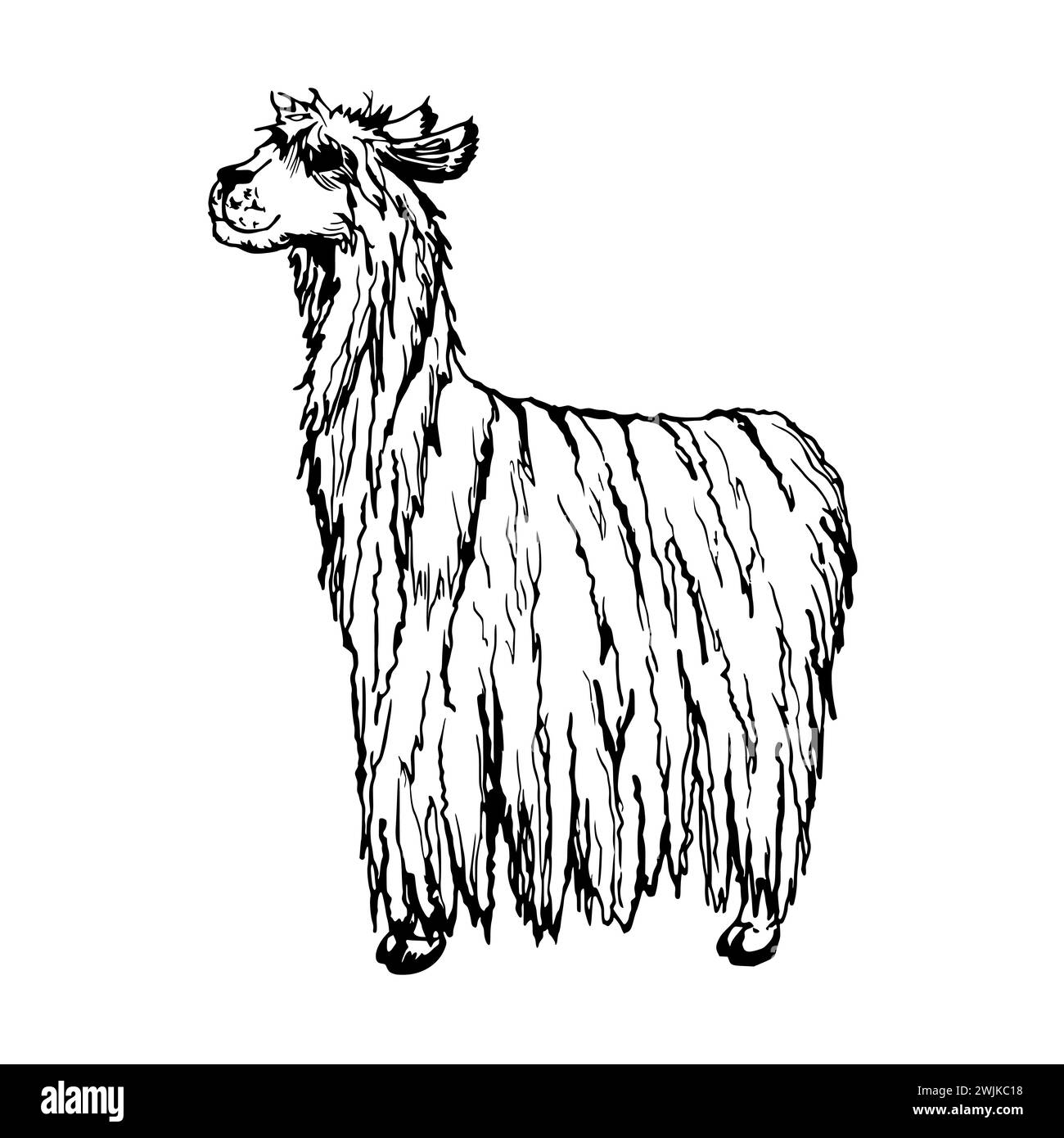 Illustrazione del vettore a inchiostro disegnato a mano, animale di lana di bestiame da fattoria, lama alpaca vicuna guanaco, America centro-meridionale. Singolo oggetto isolato su bianco Illustrazione Vettoriale