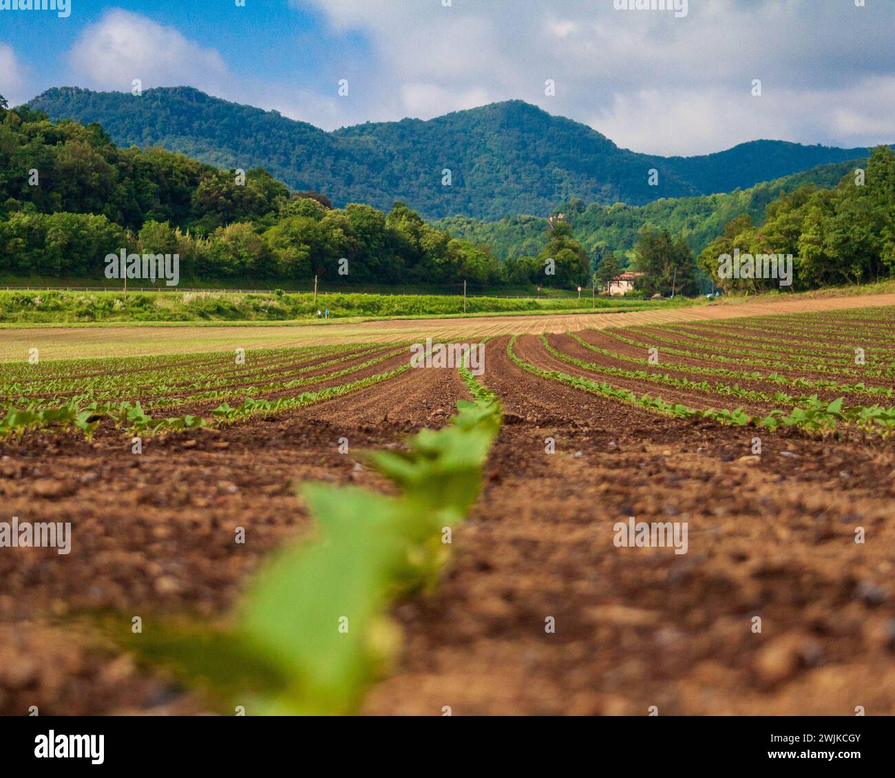 Piccole piante coprono il terreno, estendendosi fino a una montagna lontana Foto Stock