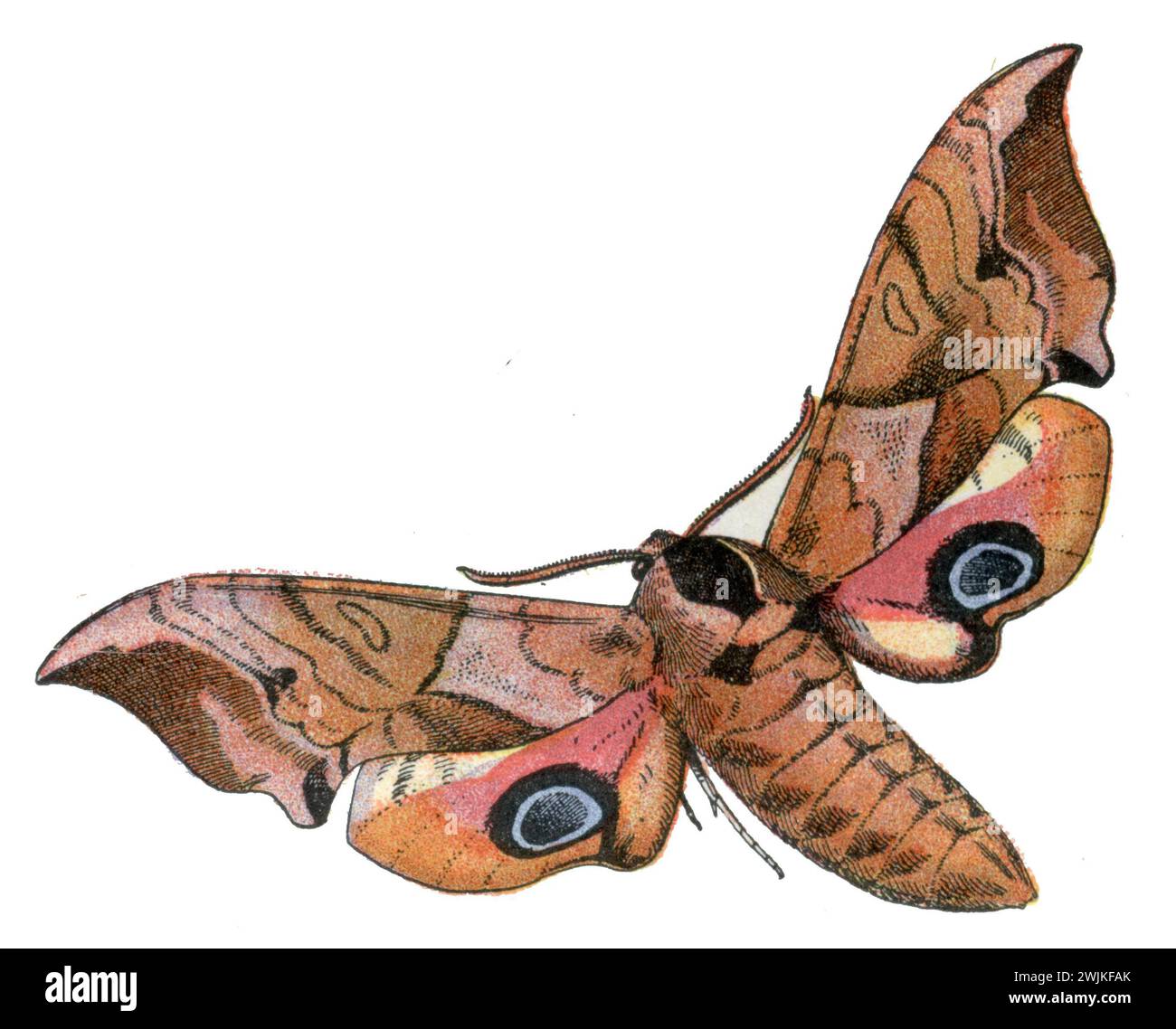 Eyed hawk-moth Smerinthus ocellatus, Millot, Adolphe (1857-1921) u. H. Demoulin sc (enciclopedia, 1910), Abendpfauenauge Foto Stock