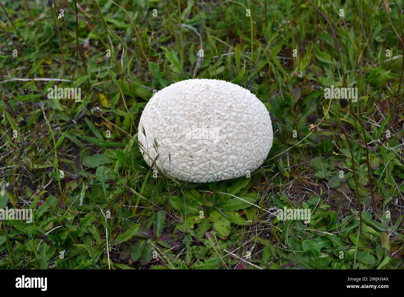 La pallina di mazza a mosaico (Calvatia utriformis o Handkea utriformis) è fungo commestibile quando è giovane. Questa foto è stata scattata nel Parco Nazionale Torres del Paine, Pat Foto Stock