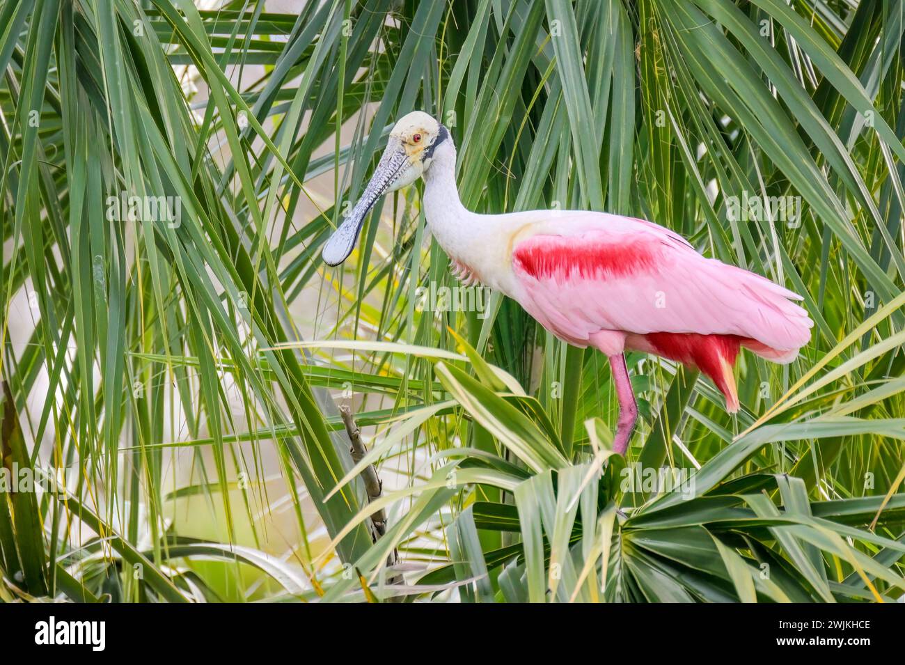 Becco di palissandro (Platalea ajaja) arroccato in cima a palme, Florida, Stati Uniti. Foto Stock