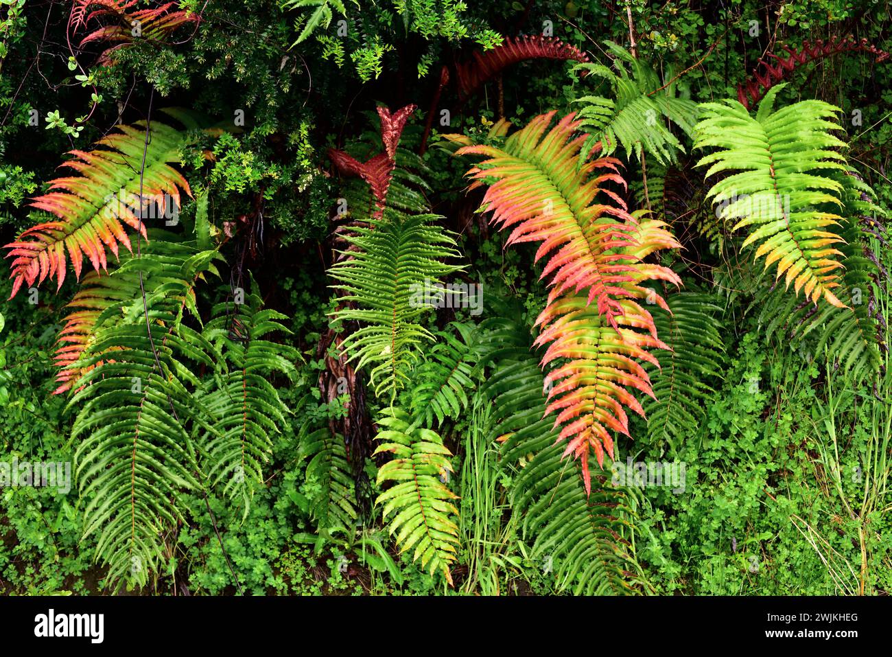 La Costilla de vaca o felce dura cilena (Blechnum chilense o Parablechnum cordatum) è una felce endemica del Cile e dell'Argentina. Questa foto è stata scattata in Una Foto Stock