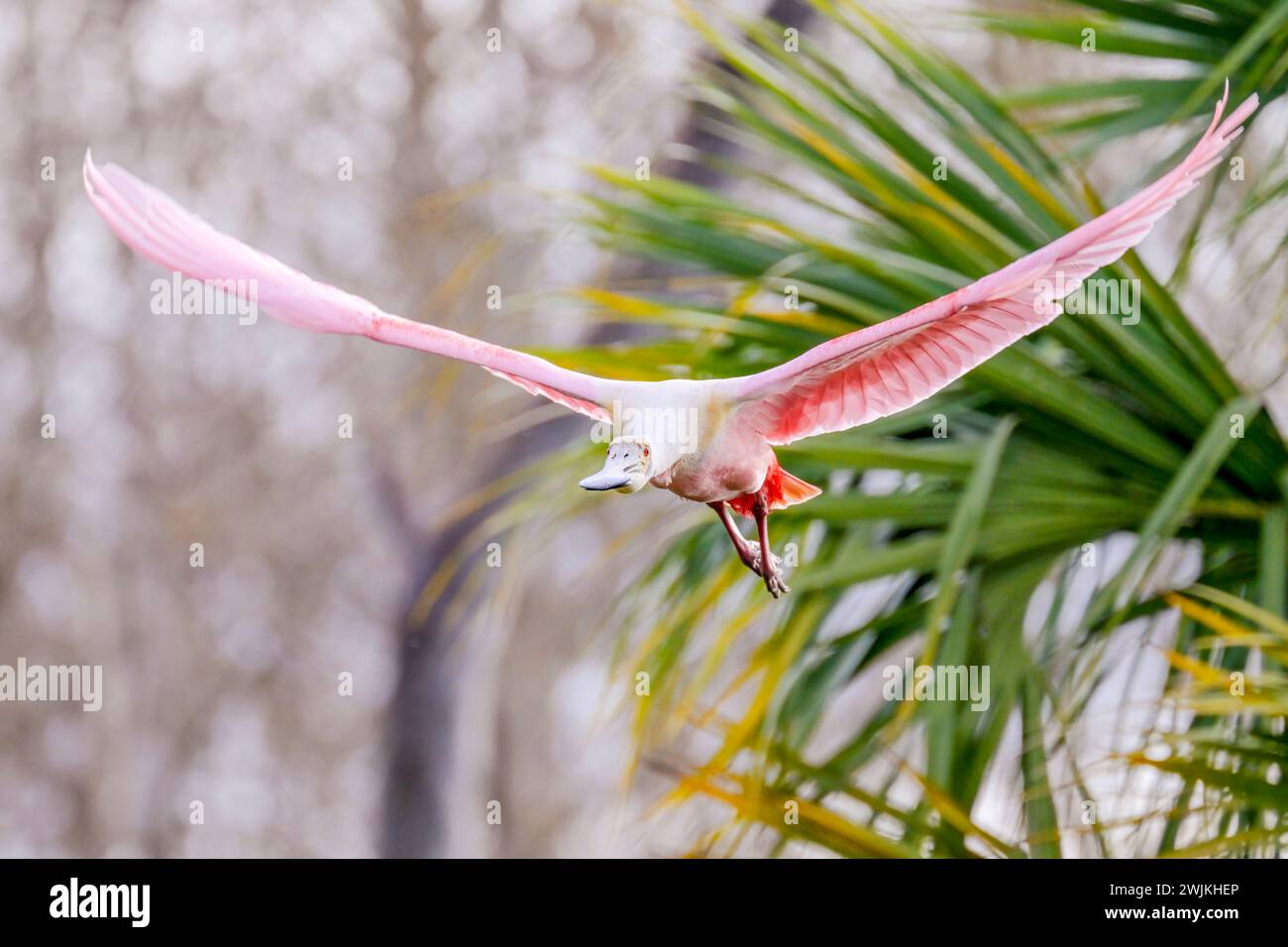 Becco di palissandro (Platalea ajaja) in volo tra palme, Florida, Stati Uniti. Foto Stock