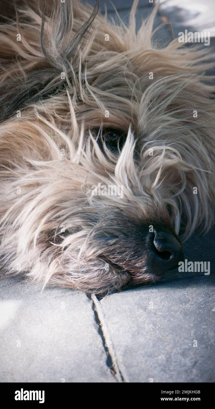 Ritratto del cane peloso sul terreno Foto Stock