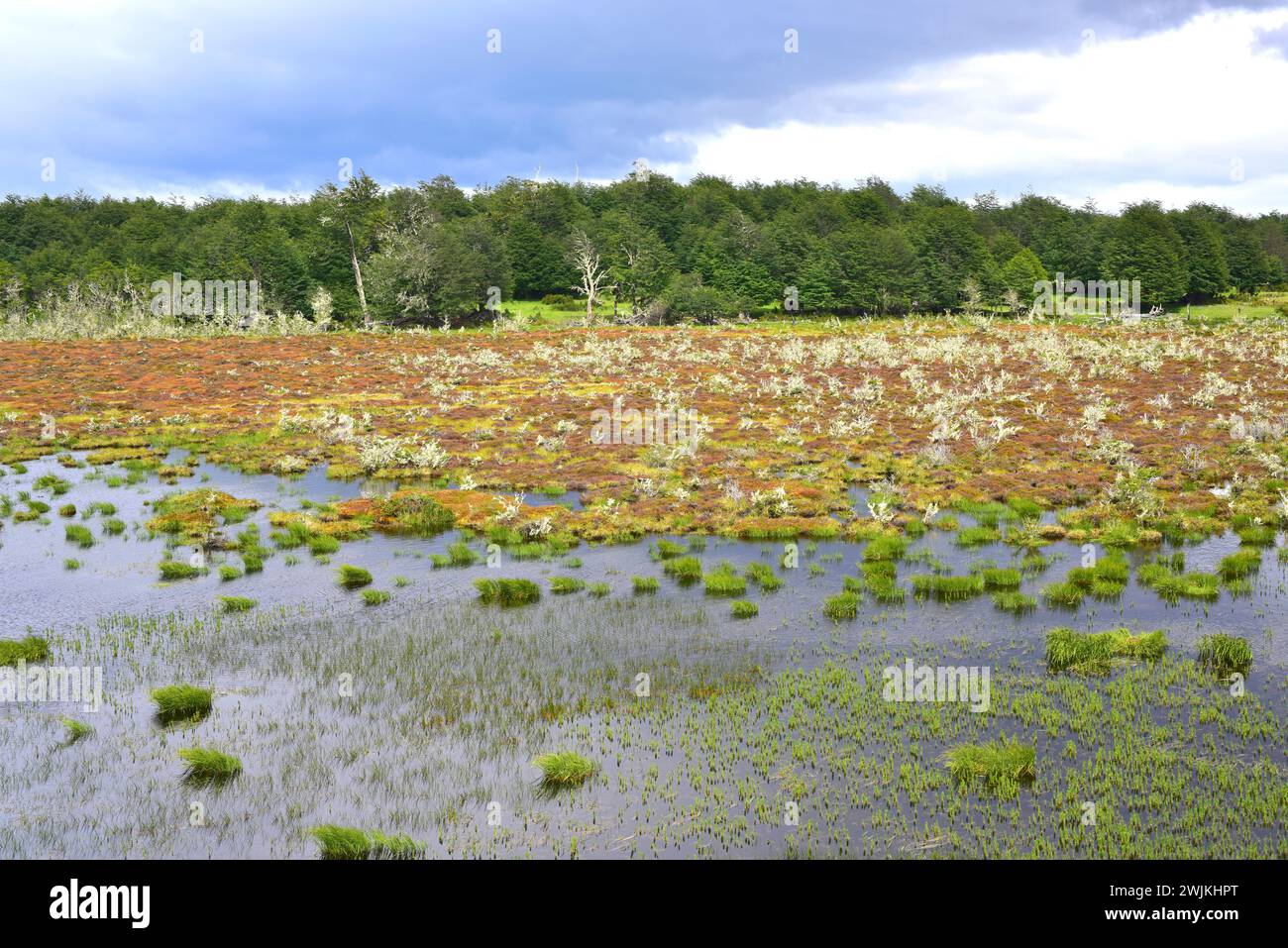 Palude o palude circondata da una foresta di lenga. Provincia di Magallanes, Cile. Foto Stock