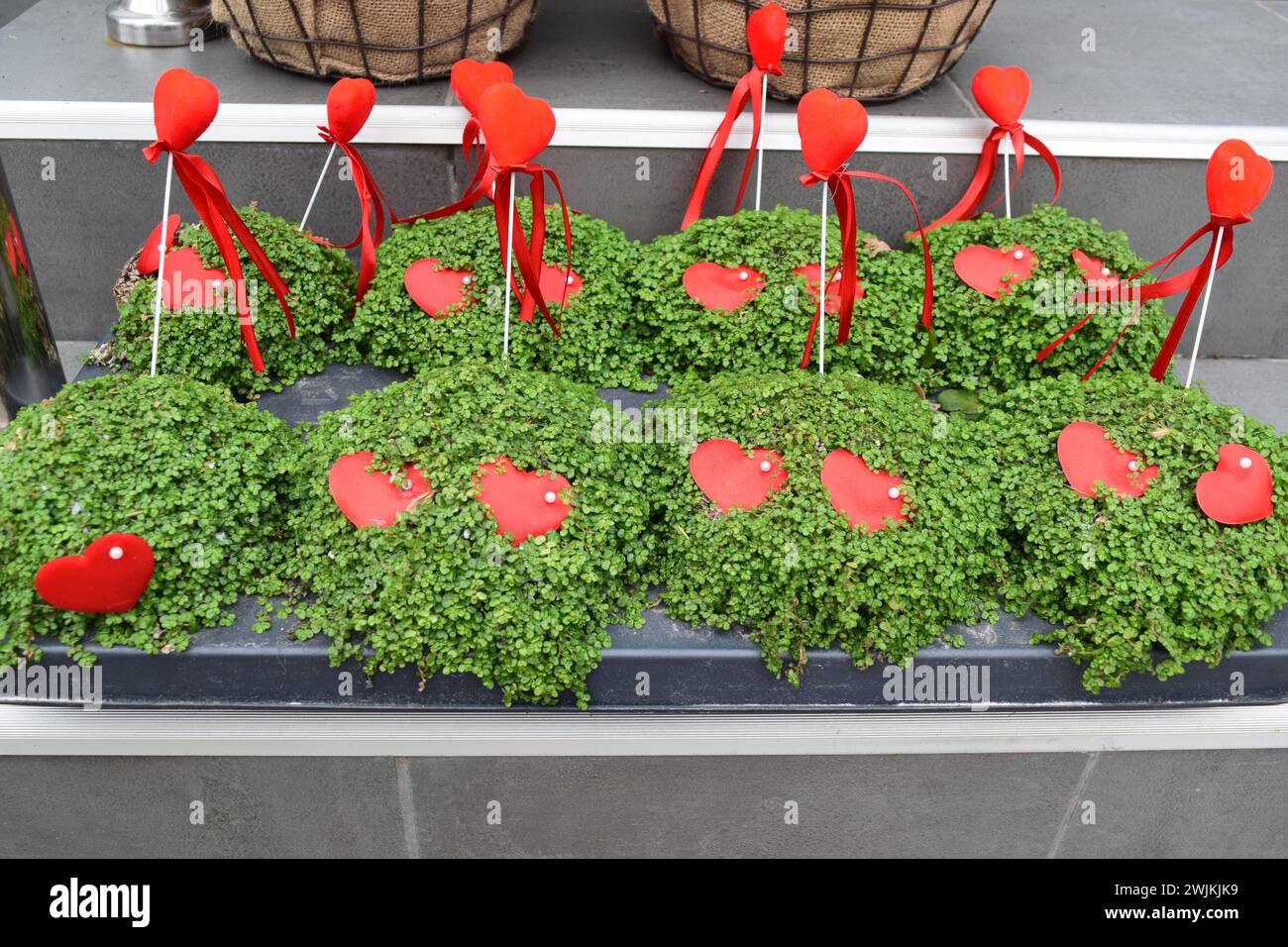 fioritura dell'amore in ogni petalo e fiori verdi in vaso con cuori e gioia del giardino con magia floreale. Momenti pieni di fascino e amore per l'arragement del giardino Foto Stock