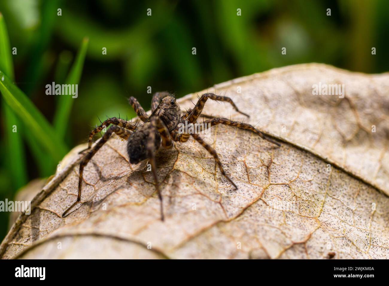 Un primo piano di un ragno Pardosa milvina su una foglia in giardino. Foto Stock