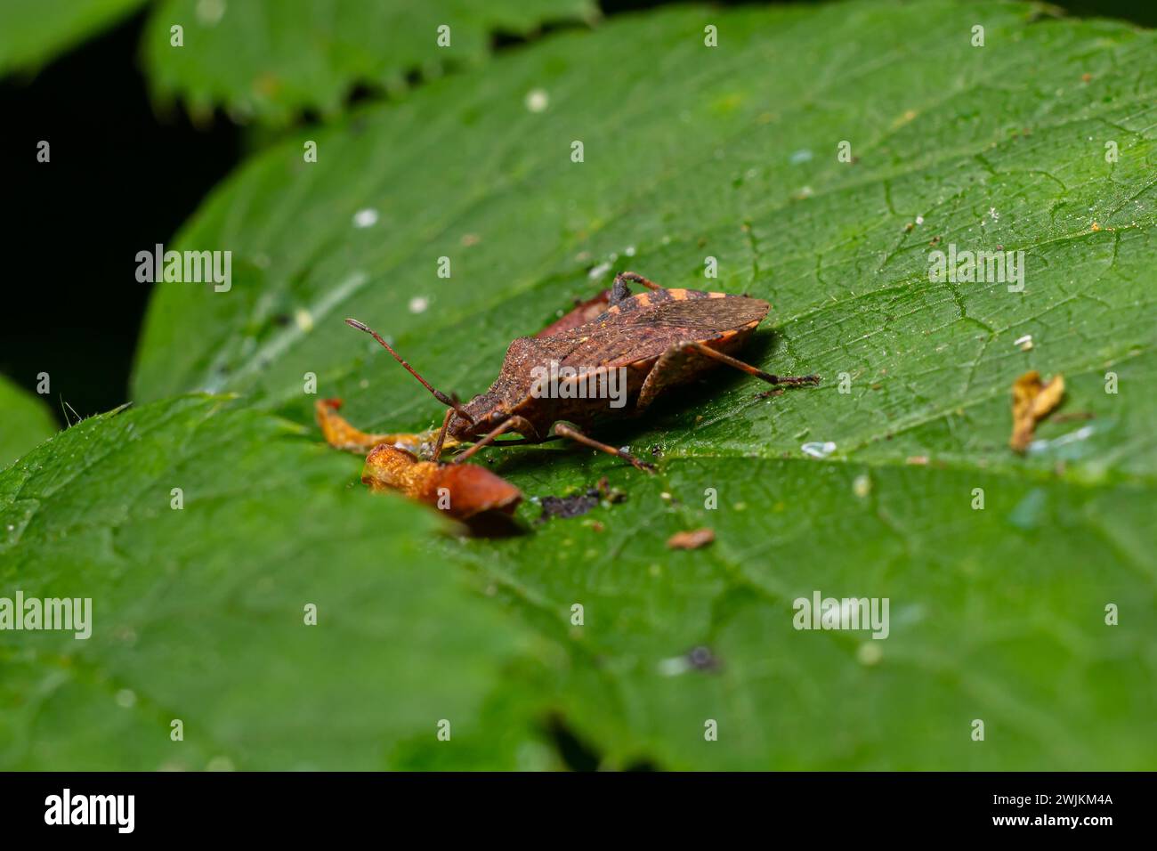 Un primo piano di un insetto marrone della foresta o di uno schermo con le gambe rosse su una foglia verde, Pentatoma rufipes. Foto Stock