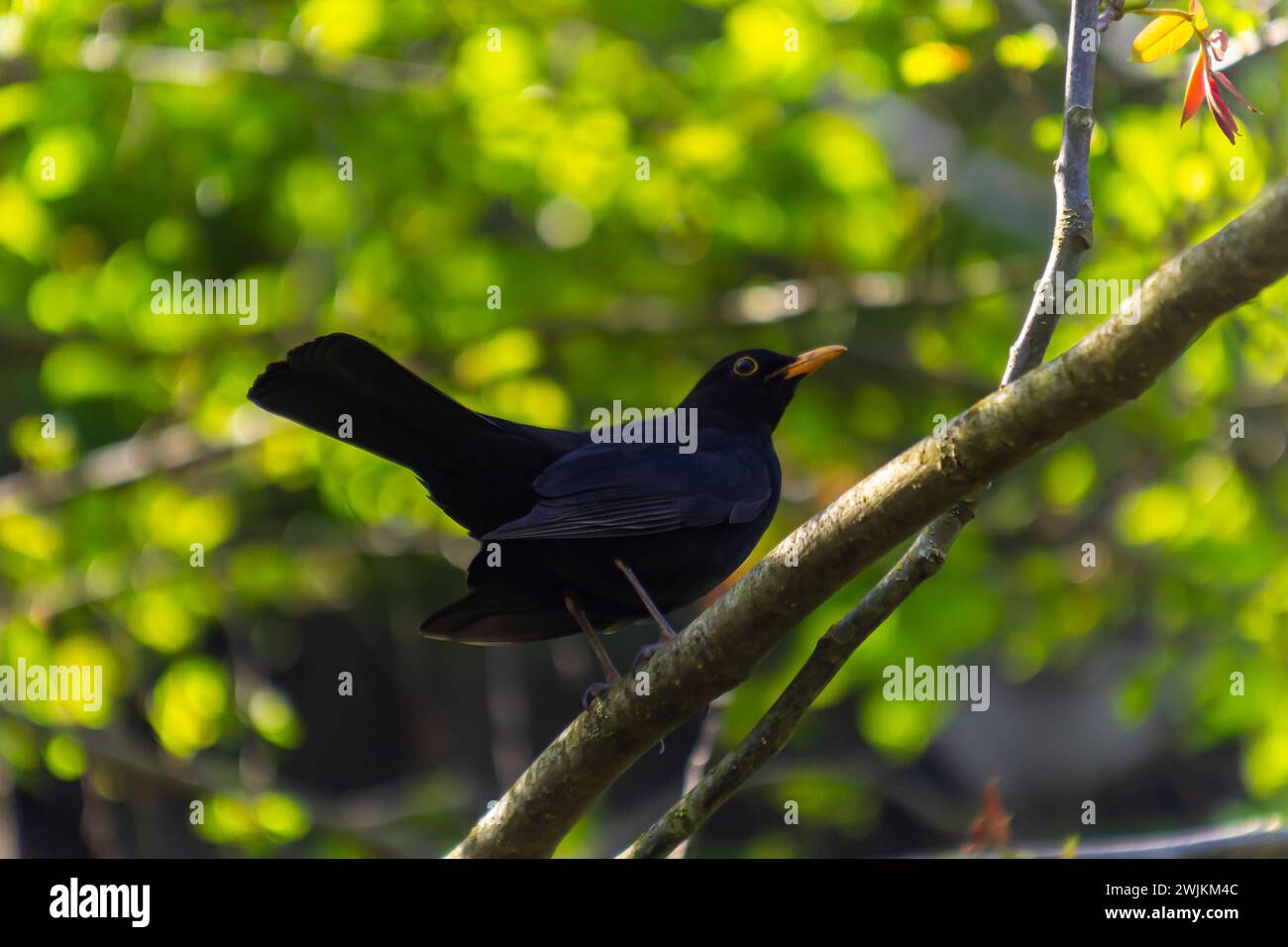 Maschio Blackbird Turdus merula arroccato sul ramo di un albero. Foto Stock