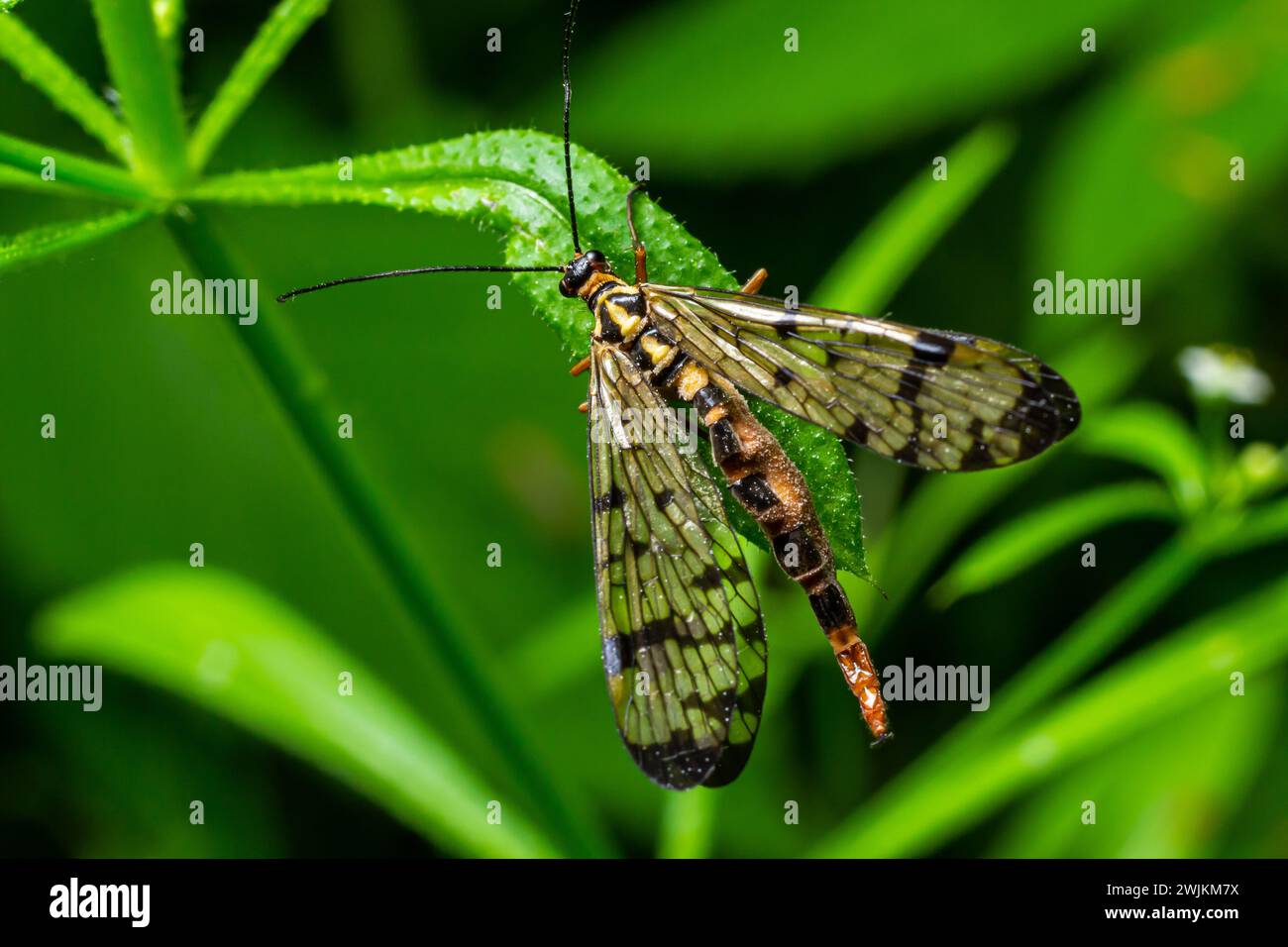 Primo piano su uno scorpionfly tedesco , Panorpa germanica seduta su una foglia verde. Foto Stock