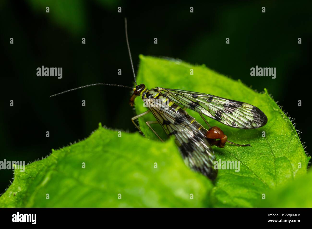 Primo piano su uno scorpionfly tedesco , Panorpa germanica seduta su una foglia verde. Foto Stock