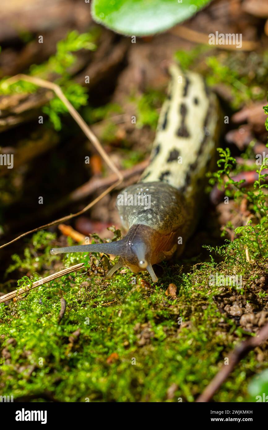 Limax maximus - lumache di leopardo che strisciano a terra tra le foglie e lascia un sentiero. Foto Stock