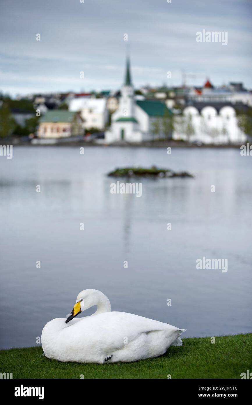 Cigno su una sponda di stagno a Reykjavik Foto Stock