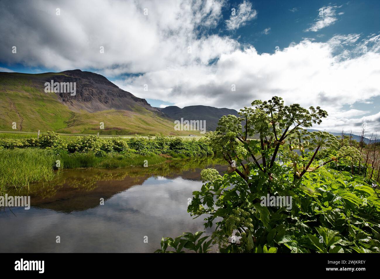 Angelica su una riva del fiume nel nord dell'Islanda Foto Stock