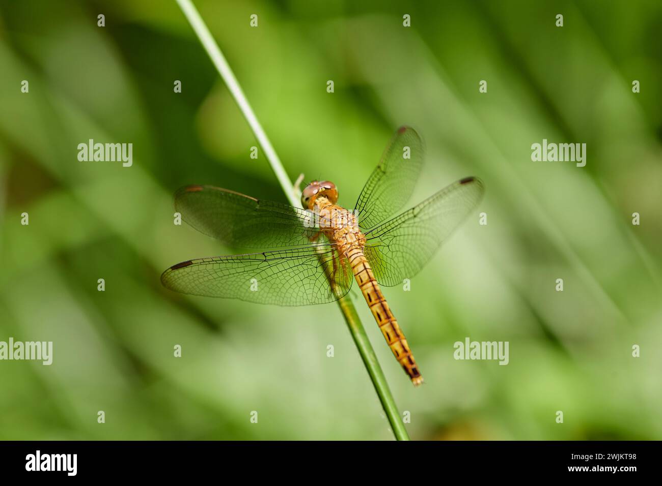 Vista ravvicinata della libellula appollaiata sull'erba Foto Stock Vista ravvicinata della libellula appollaiata sull'erba Foto Stock