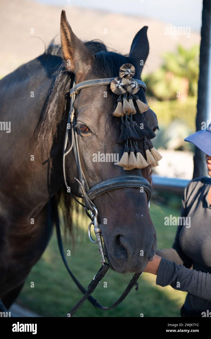 Cavallo nero con copricapo in stalla Foto Stock